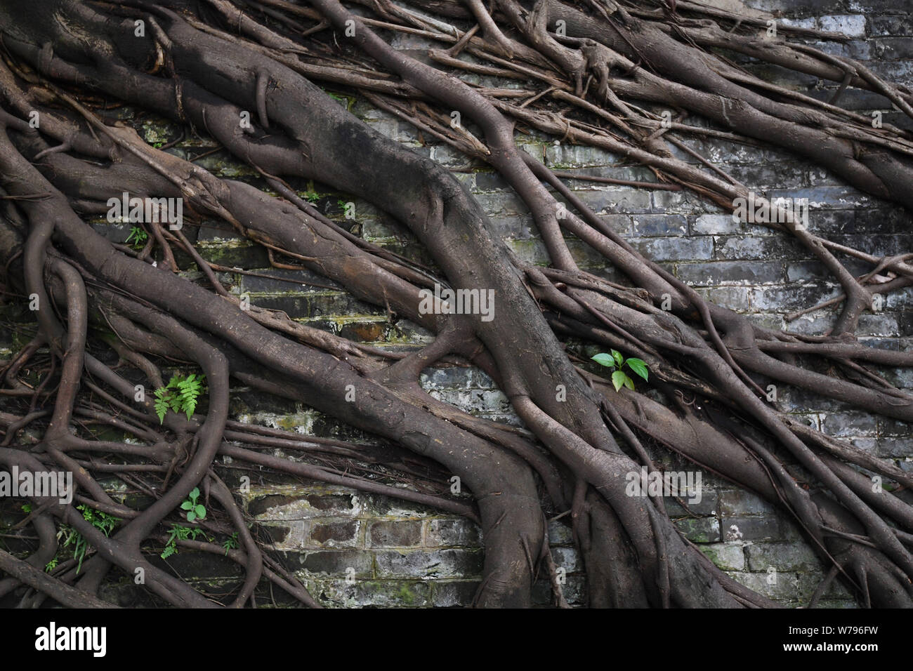The roots of 