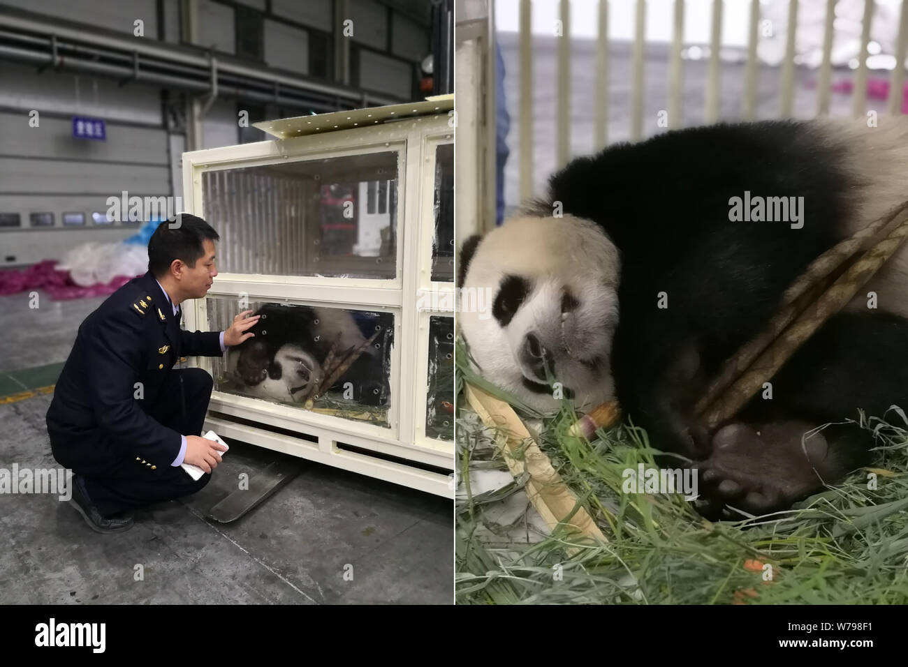 A staff member of Sichuan Entry-Exit Inspection and Quarantine Bureau checks the condition of the first Malaysian-born giant panda Nuan Nuan at Chengd Stock Photo