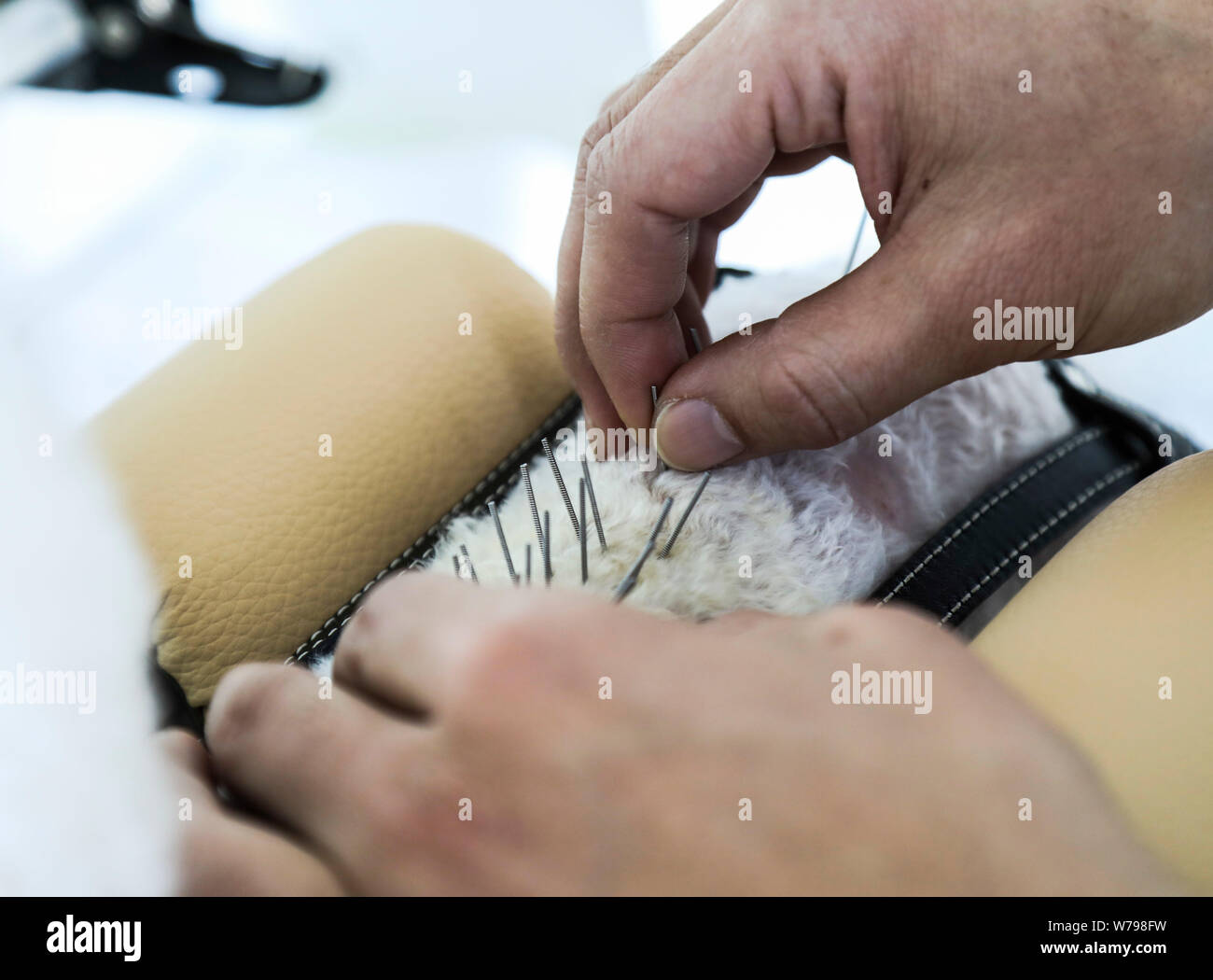 --FILE--A pet dog is under treatment with acupuncture needles being inserted into the body in a pet hospital in Shenyang city, northeast China's Liaon Stock Photo