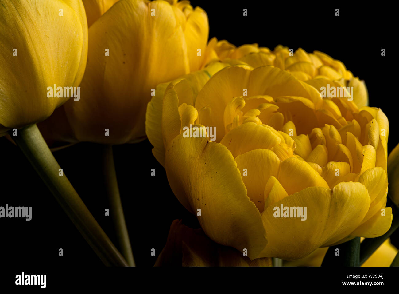 Yellow peony flower close up on a black background Stock Photo - Alamy