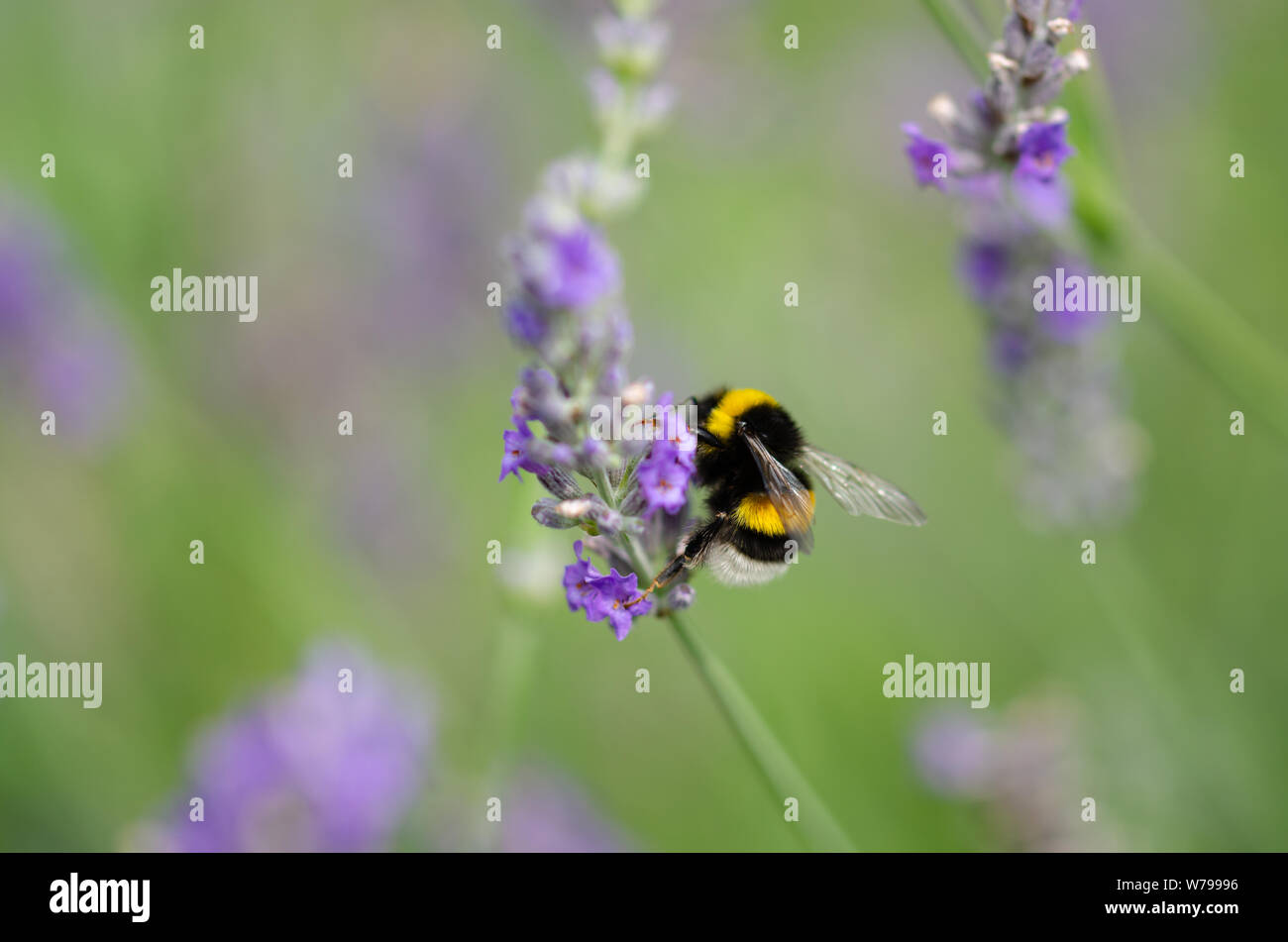 Bumblebee is collecting pollen from lavender flower. Stock Photo