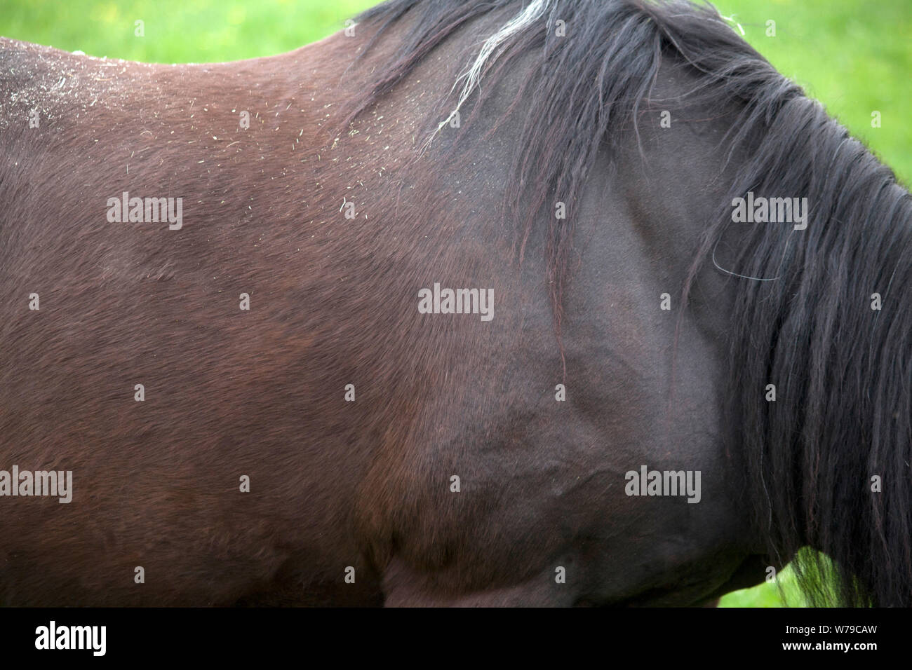 Horse change of coat in spring Stock Photo Alamy
