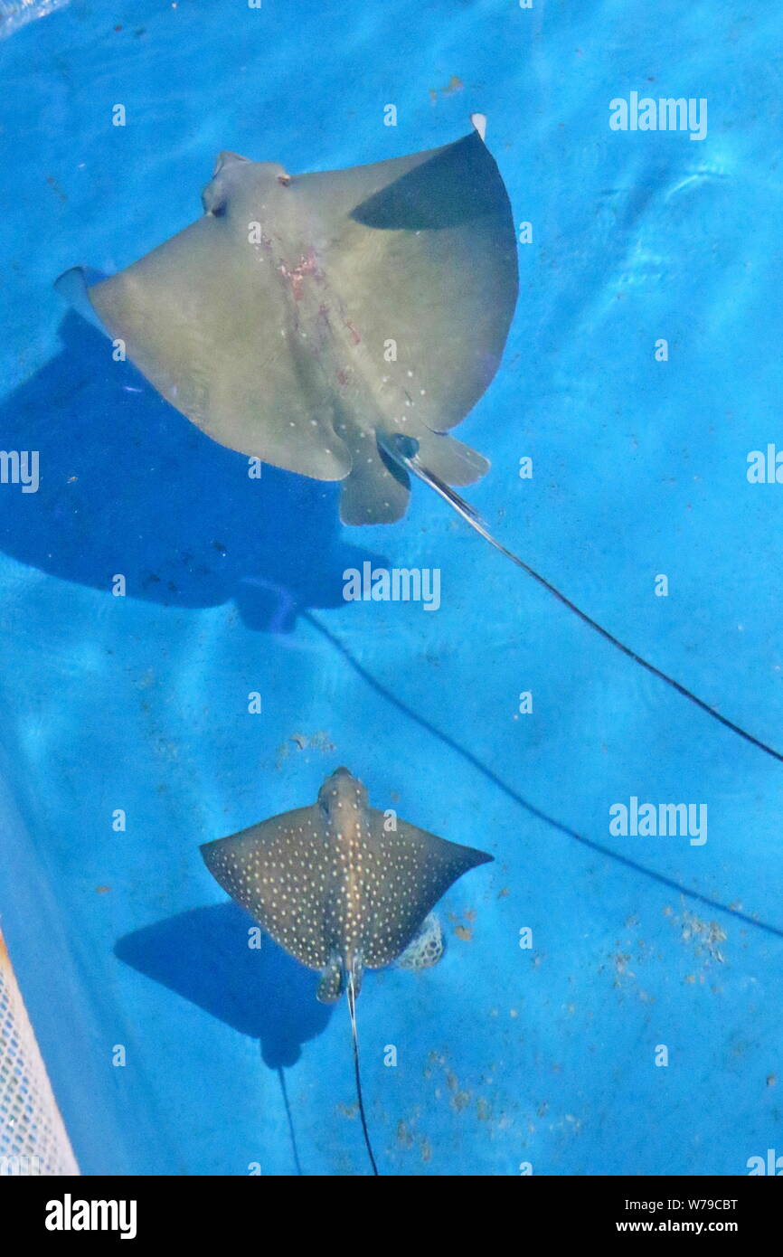 A Spotted Eagle Ray Swims With Its Newborn Baby At An Ocean Park In Yantai City East China S Shandong Province 28 November 2017 A Spotted Eagle R Stock Photo Alamy