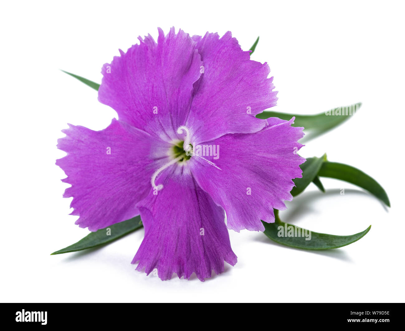 Dianthus flower head isolated on white background Stock Photo