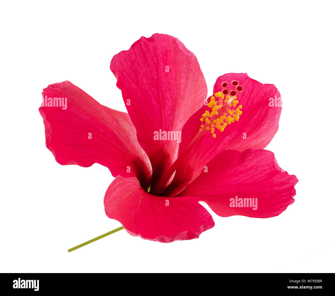 Pink hibiscus flower isolated on white background Stock Photo Alamy