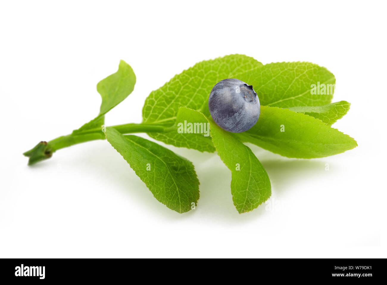 blueberry sprig with fruit isolated on white Stock Photo