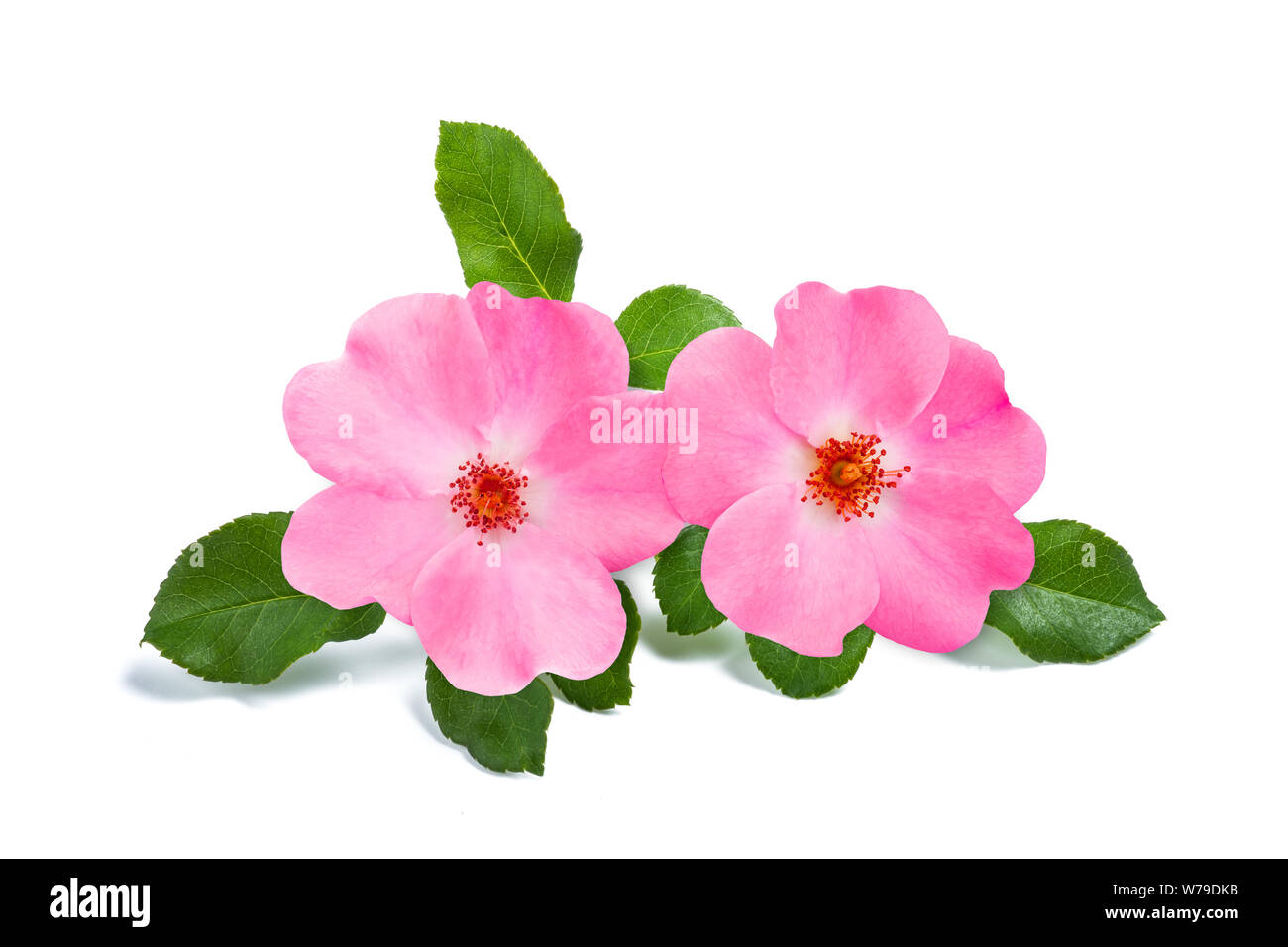 Dog rose flowers isolated on white background Stock Photo - Alamy