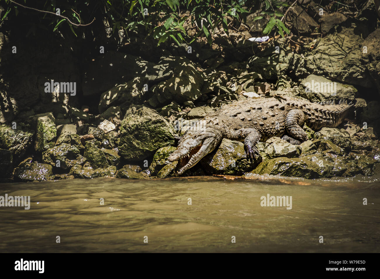 Photograph of a crocodile in the rocks Stock Photo - Alamy