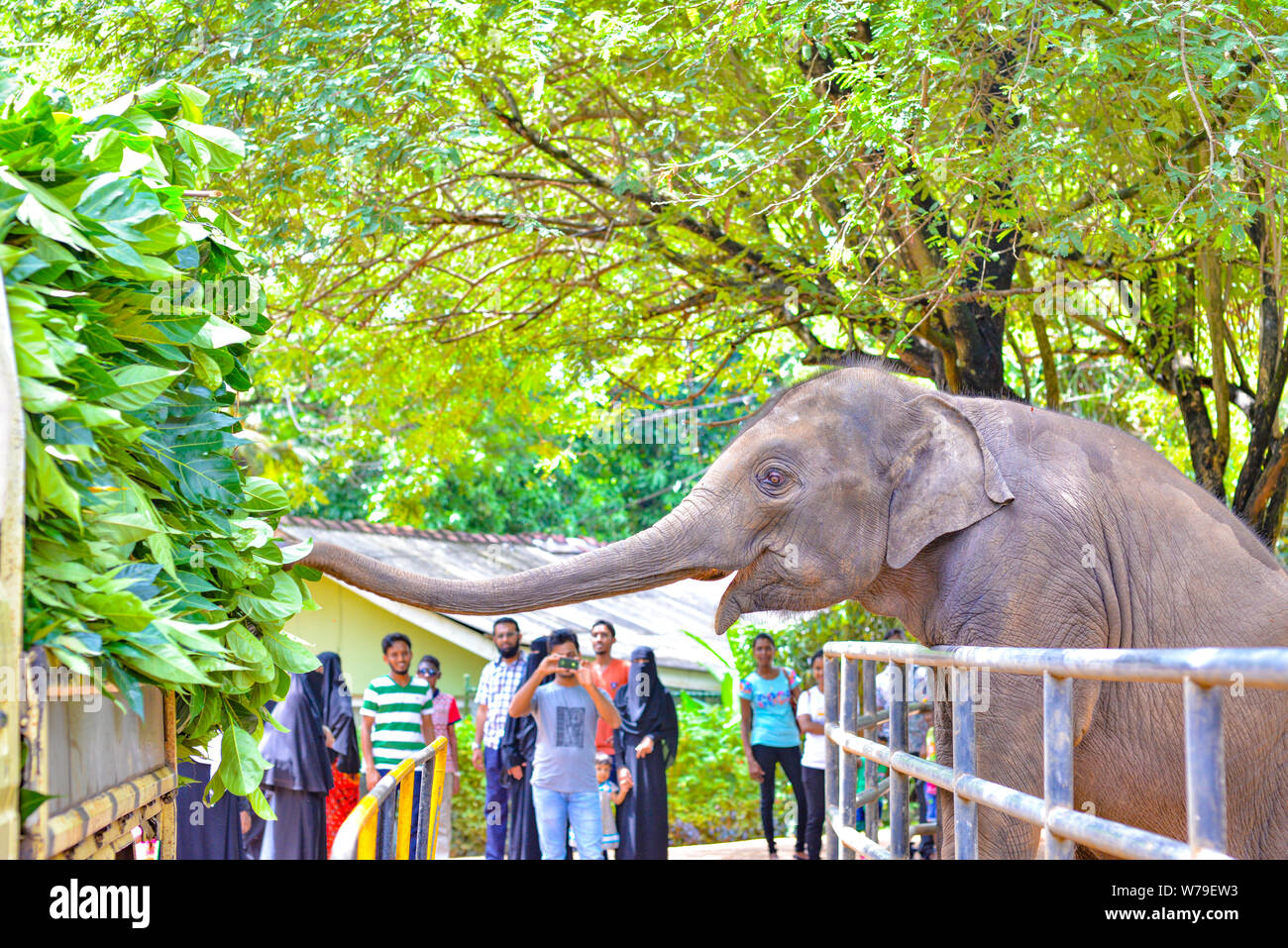 Mawanella, Sri Lanka - July 9, 2016:  Elephant feeding on fresh leaves brought by truck with visitors on the background. Stock Photo