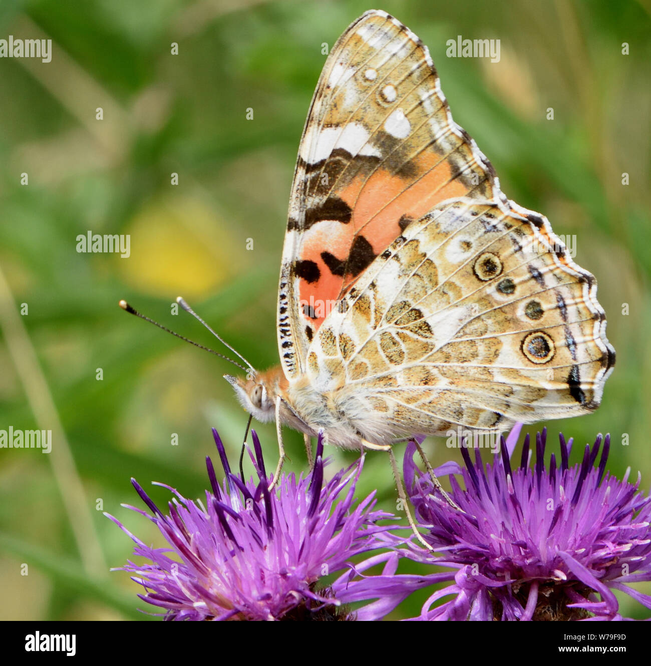 A painted lady butterfly (Vanessa cardui) feeding on a flower of common knapweed (Centaurea nigra). Bedgebury Forest, Kent, UK. Stock Photo