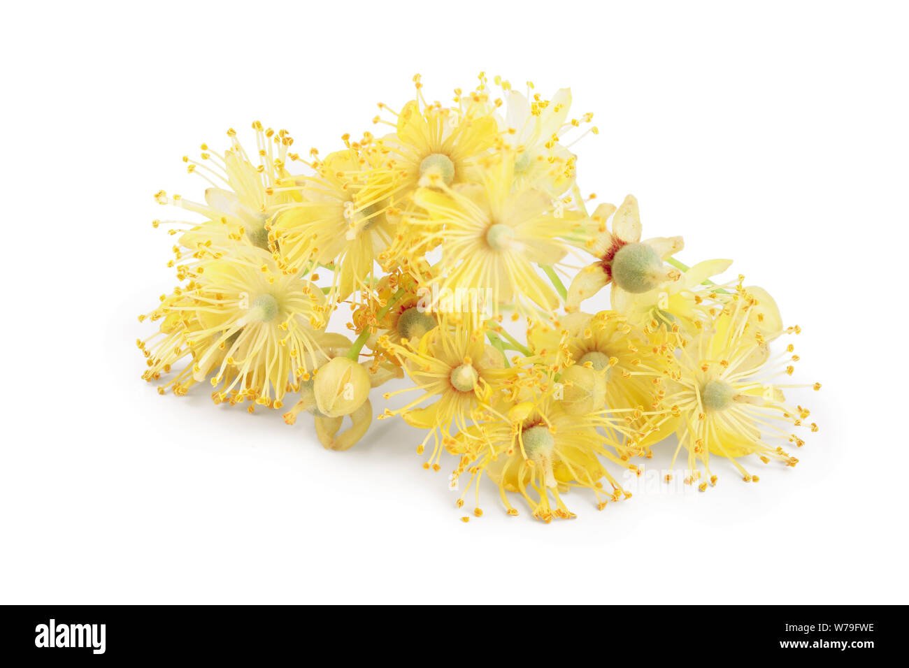 Linden flowers branch isolated on white background. Stock Photo