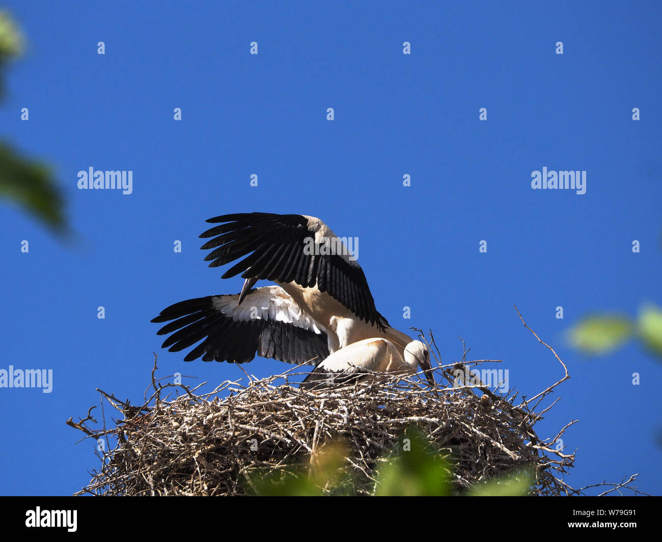 couple of young storks in the nest, one of them with open wings Stock Photo