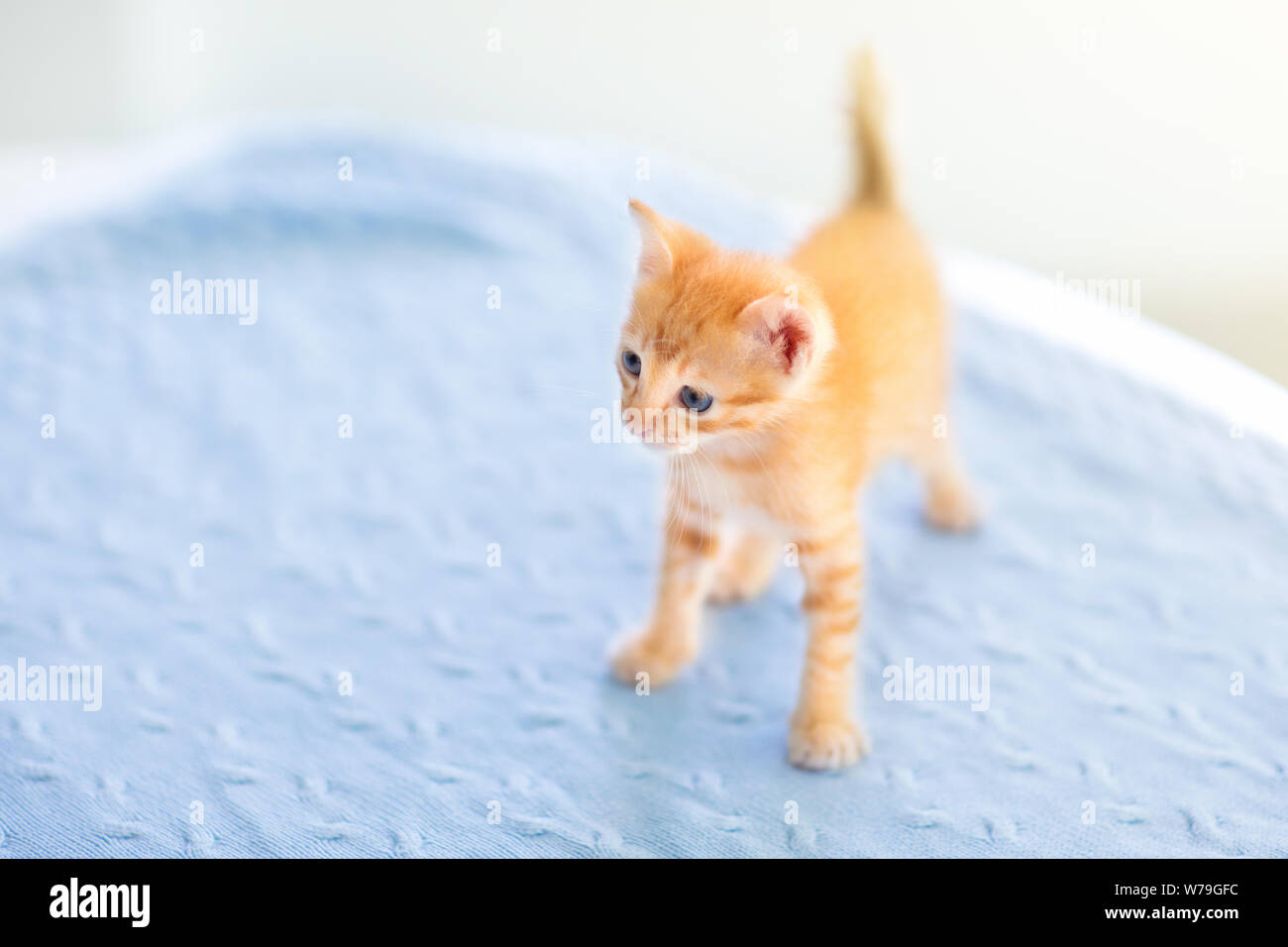 Baby Cat Ginger Kitten Playing On Couch With Knitted Blanket Domestic Animal Home Pet Young Cats Cute Funny Cats Play At Home Stock Photo Alamy