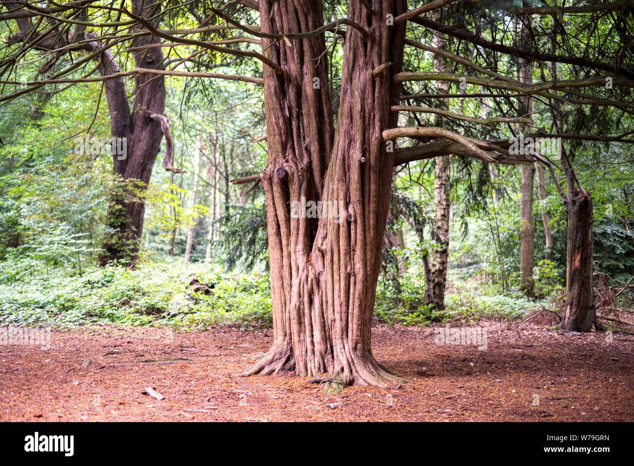 Twisted old tree, Clumber Park, Nottinghamshire, UK Stock Photo