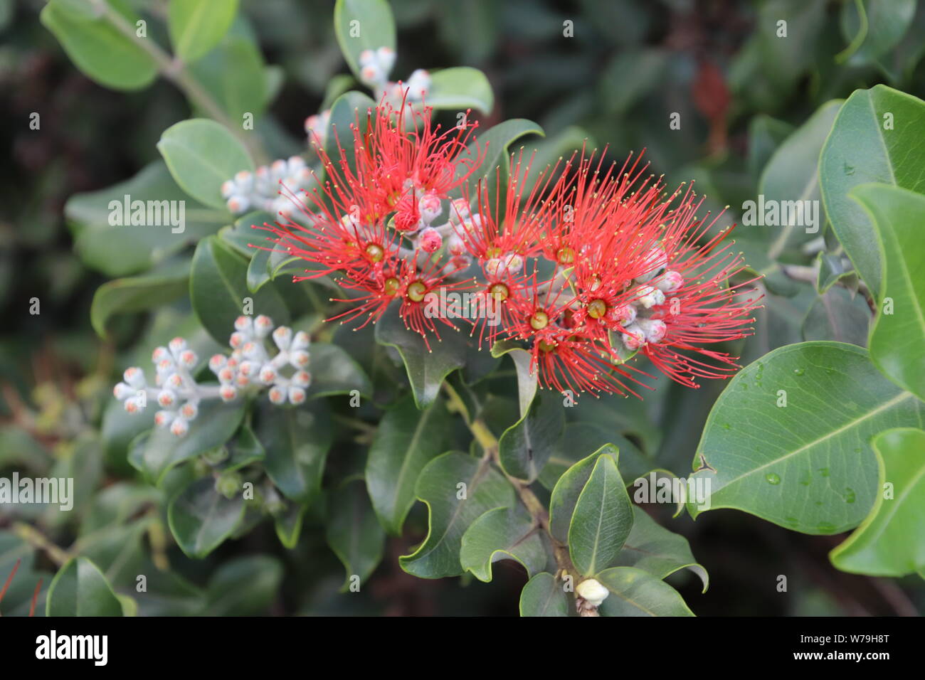 Australian red bottle brush tree Stock Photo Alamy