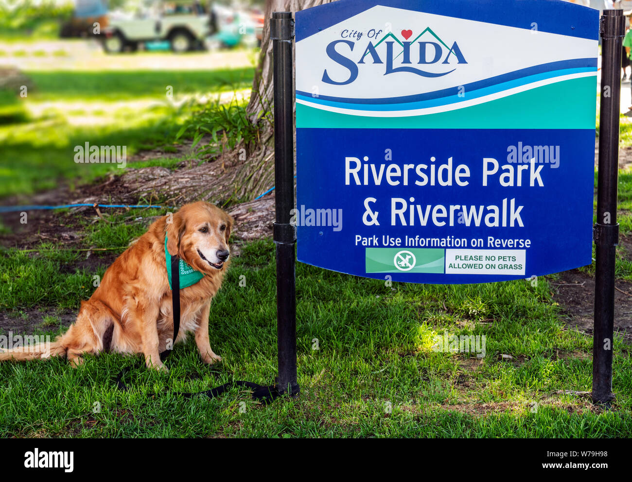 Sad & unhappy Golden Retriever dog tied to sign reading 'no pets on grass' Riverside Park & Riverwalk; Salida; Colorado; USA Stock Photo