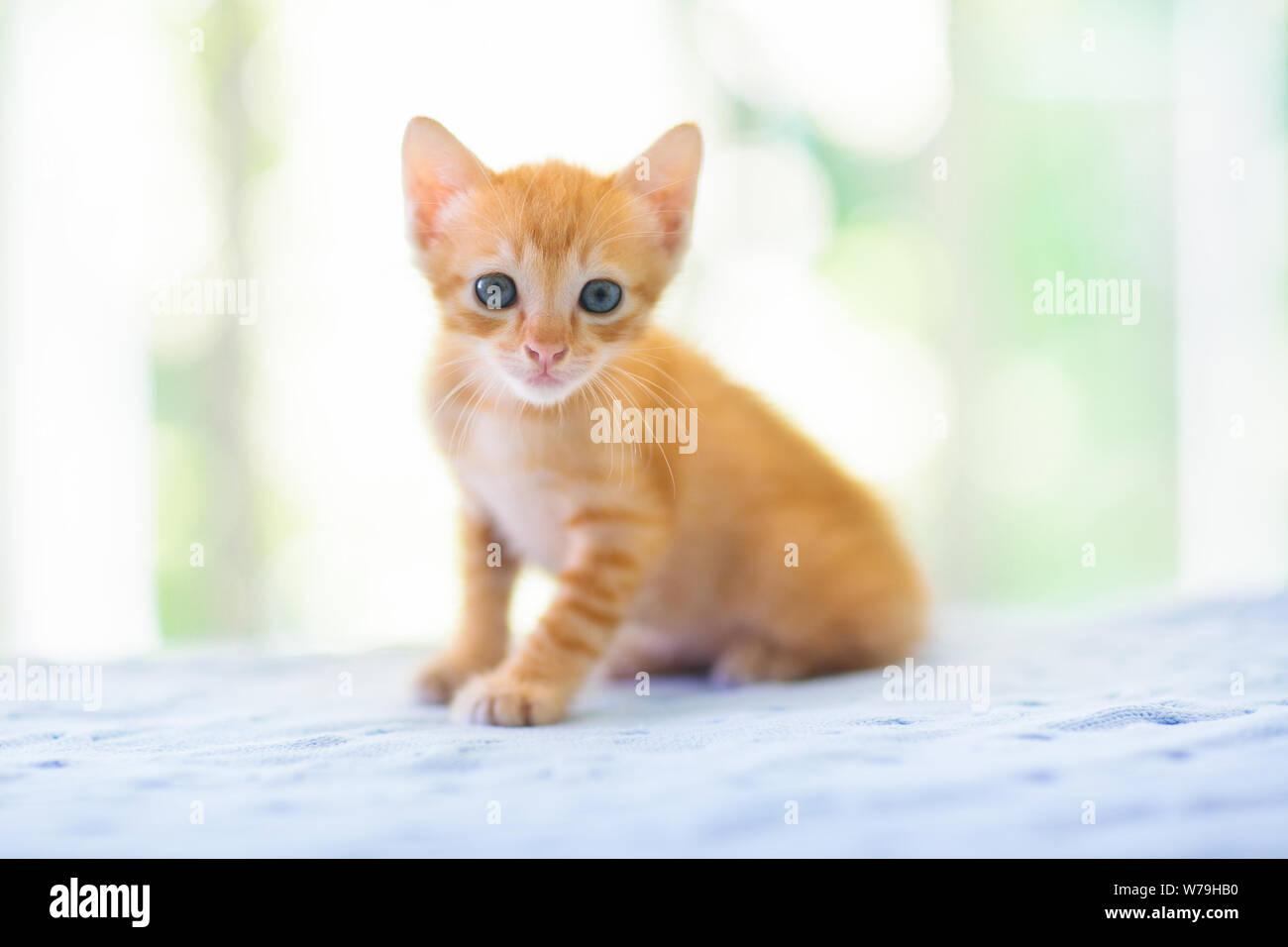 Baby cat. Ginger kitten playing on couch with knitted blanket. Domestic animal. Home pet. Young cats. Cute funny cats play at home. Stock Photo