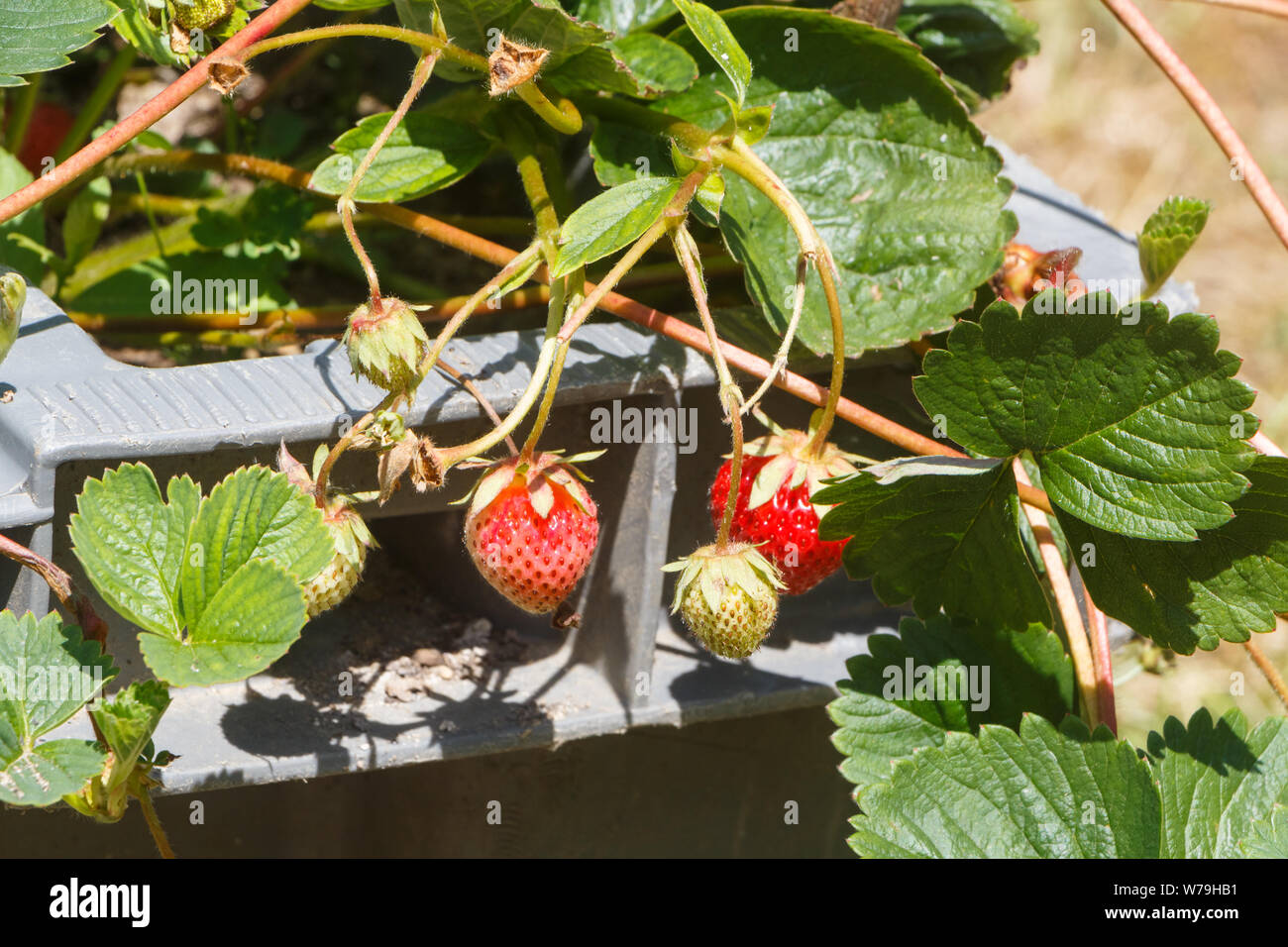 Strawberry plants in a vegetable garden during summer Stock Photo - Alamy