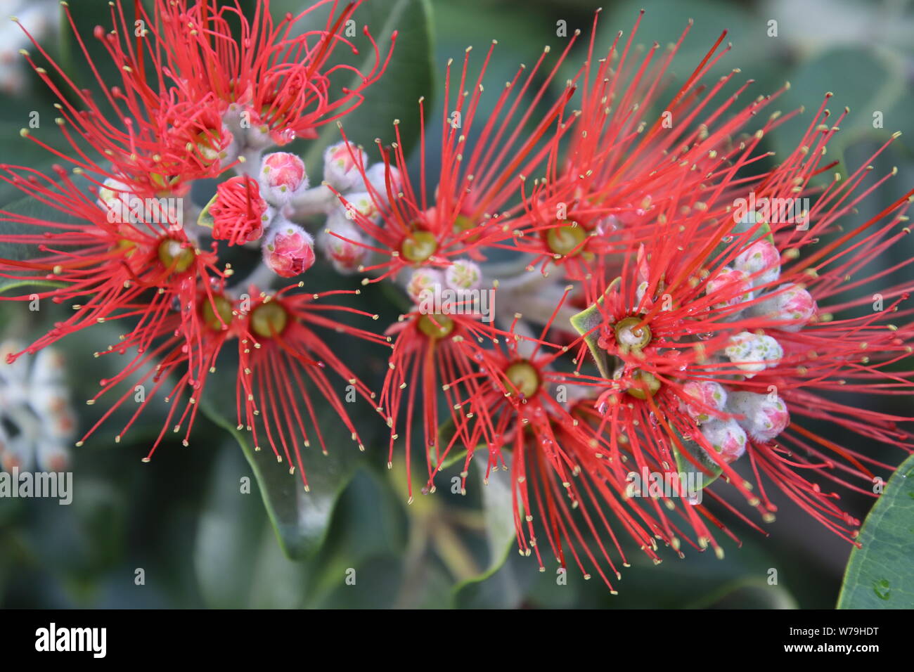 Australian red bottle brush tree Stock Photo Alamy