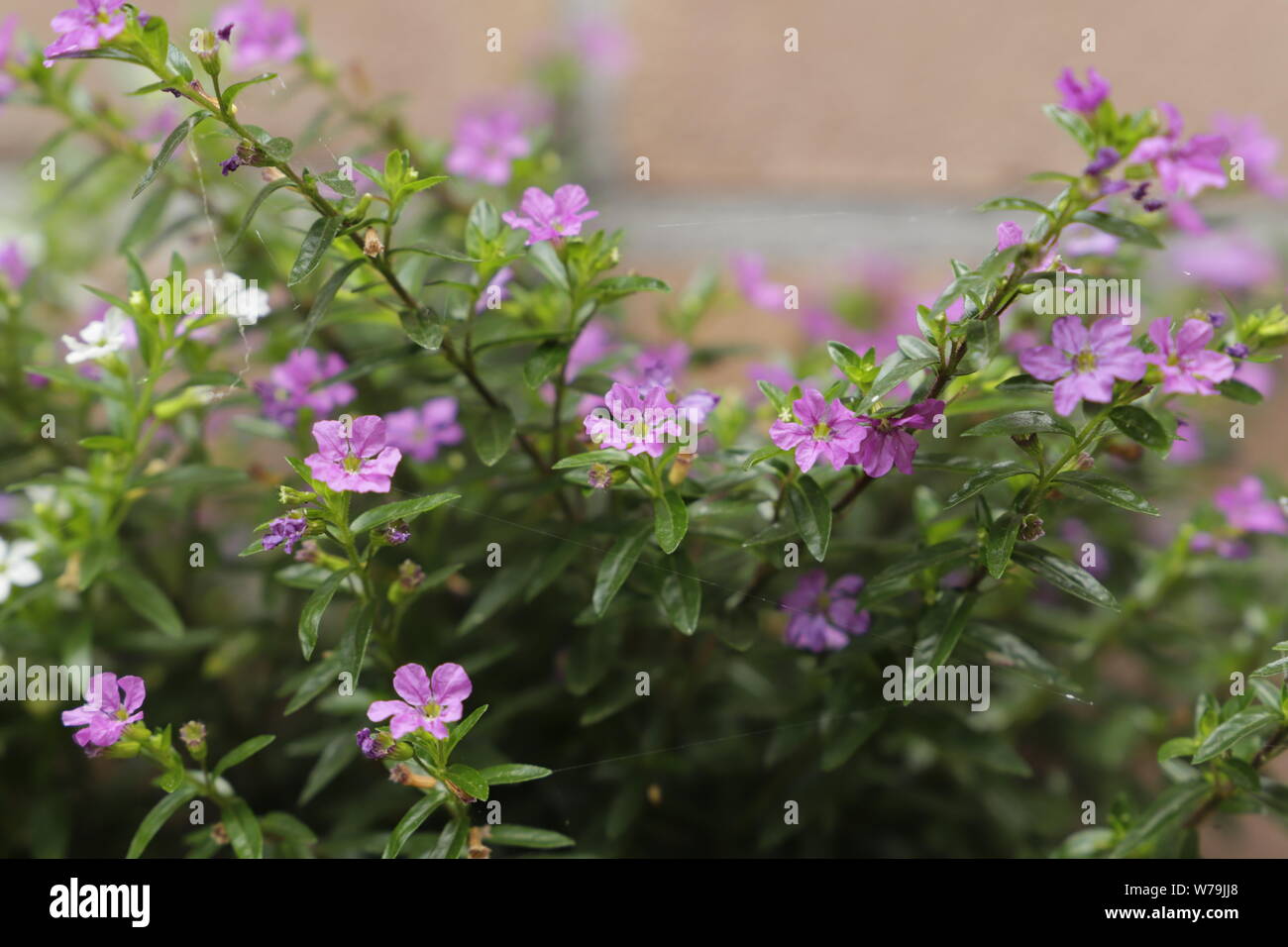 Cuphea hyssopifolia has tiny pink and white flowers, it is also known under the name mexican heather Stock Photo