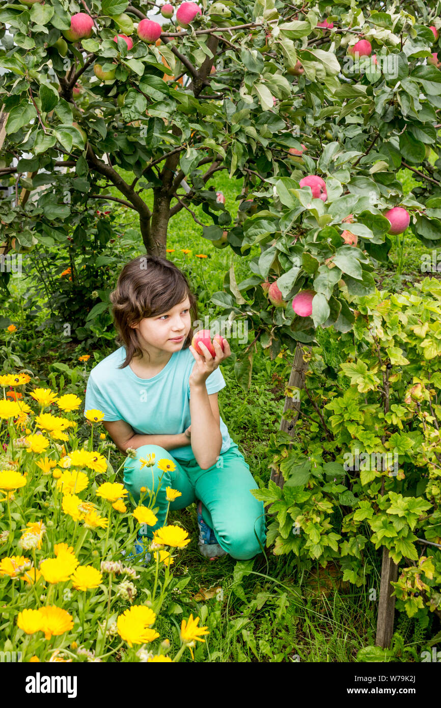 Adorable young girl picking apples in apple tree orchard. August Stock