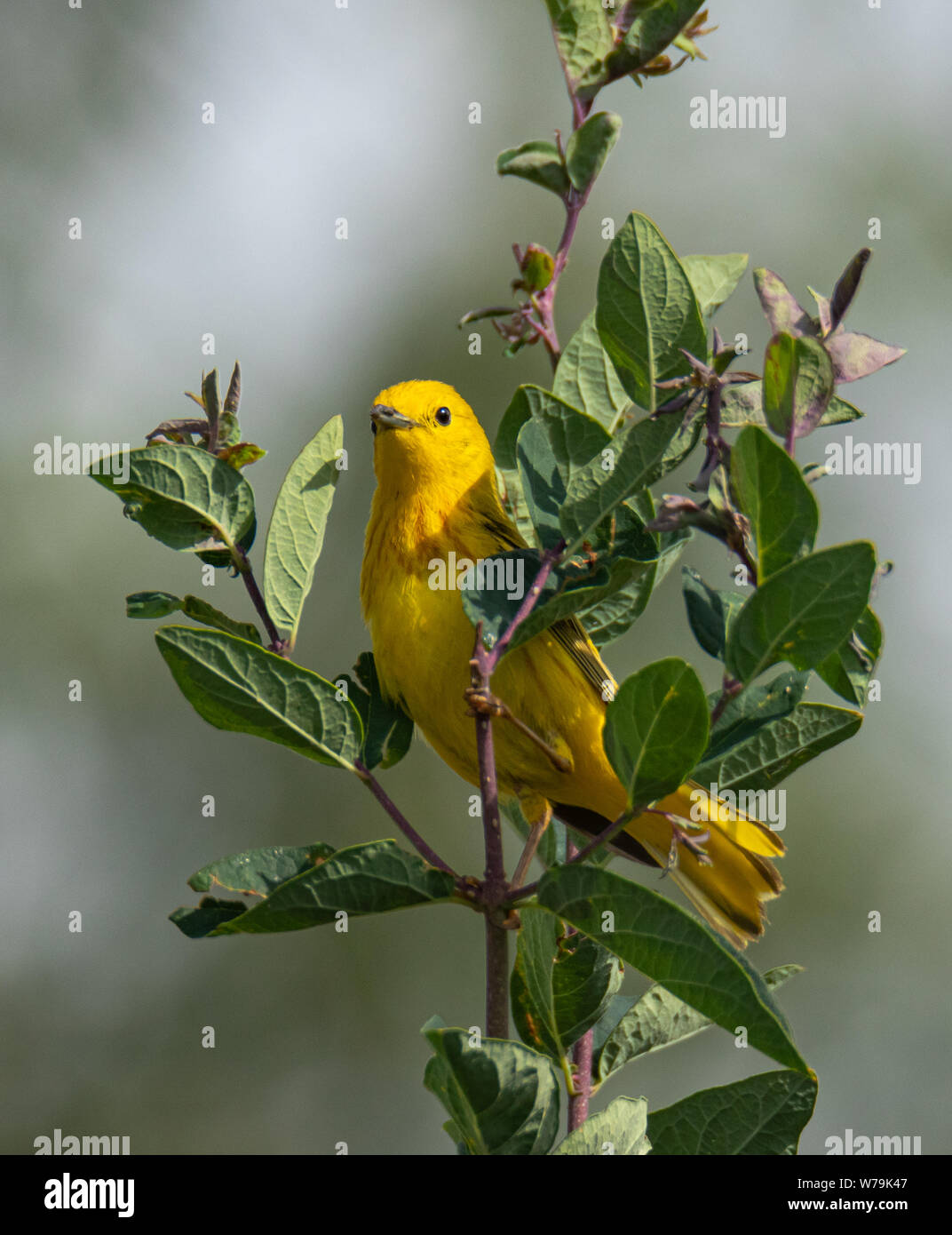 Yellow Warbler (Setophaga petechia) Gunnison County, Colorado, USA Stock Photo