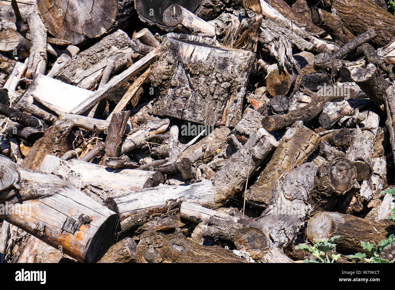 Cutted wood, Bouches-du-Rhone, France Stock Photo