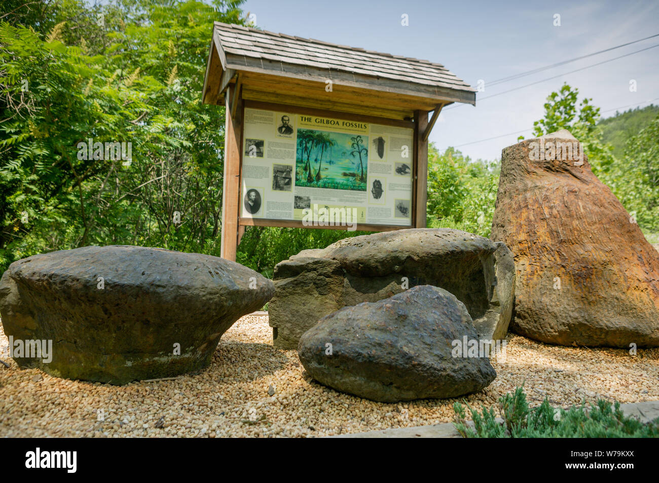 Devonian age fossil tree stumps called eospermatopteris, Gilboa, Schoharie County, New York, USA. Stock Photo