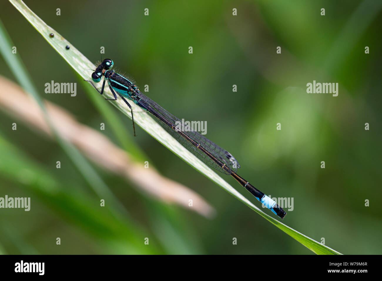 Blue Tailed Damselfly (Ischnura elegans) sitting on a blade of grass ...