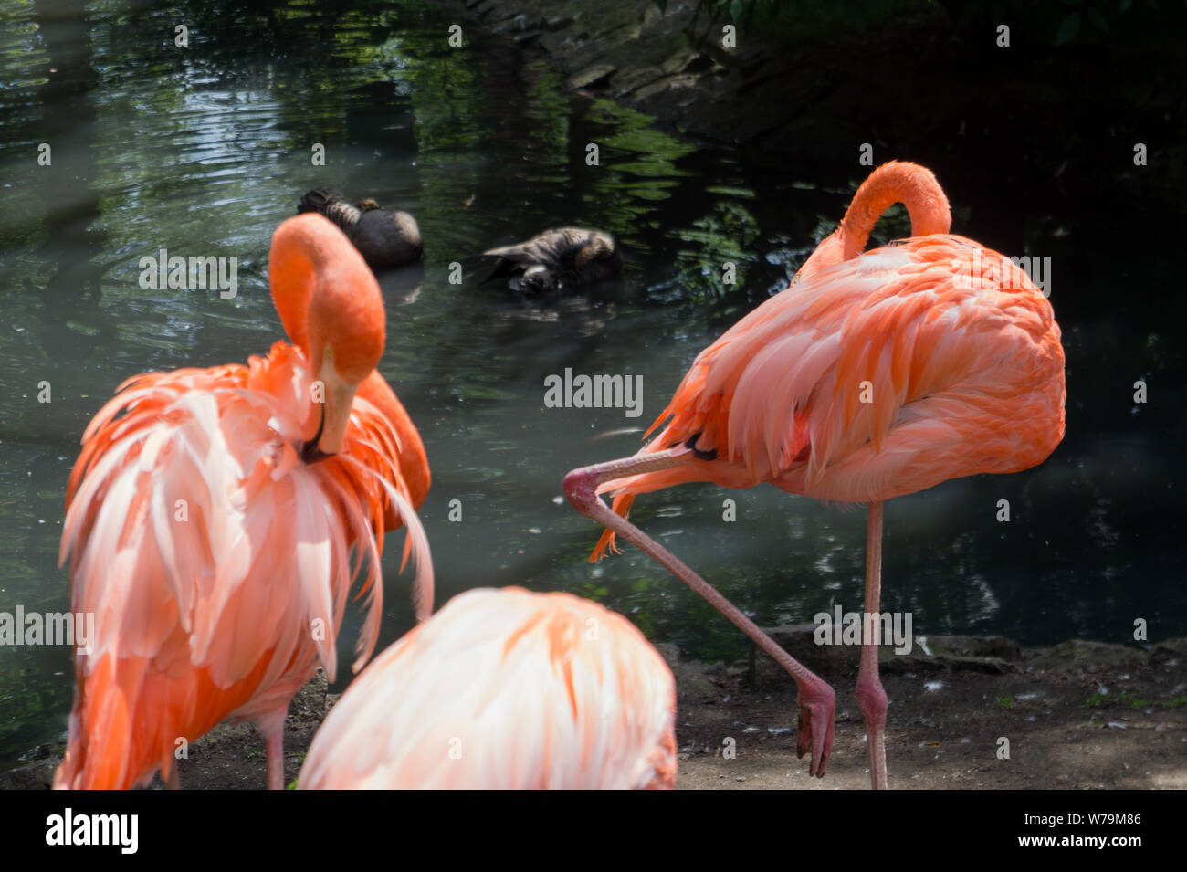 Three flamingos before a pond Stock Photo
