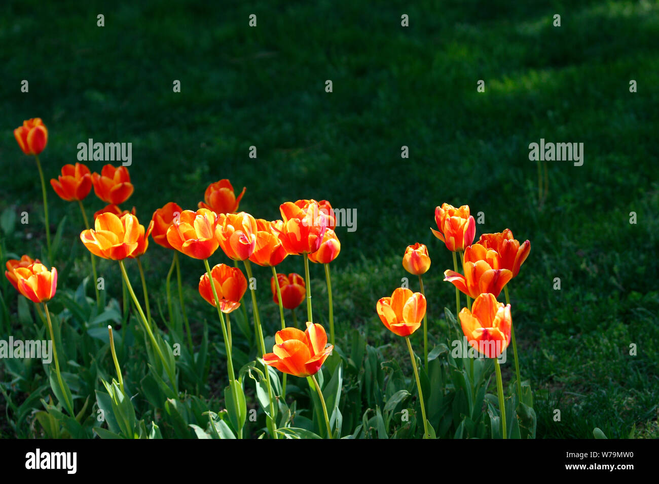 A number of fully blossomed orange-yellow tulips and their stems under sunlight with green foliage Stock Photo
