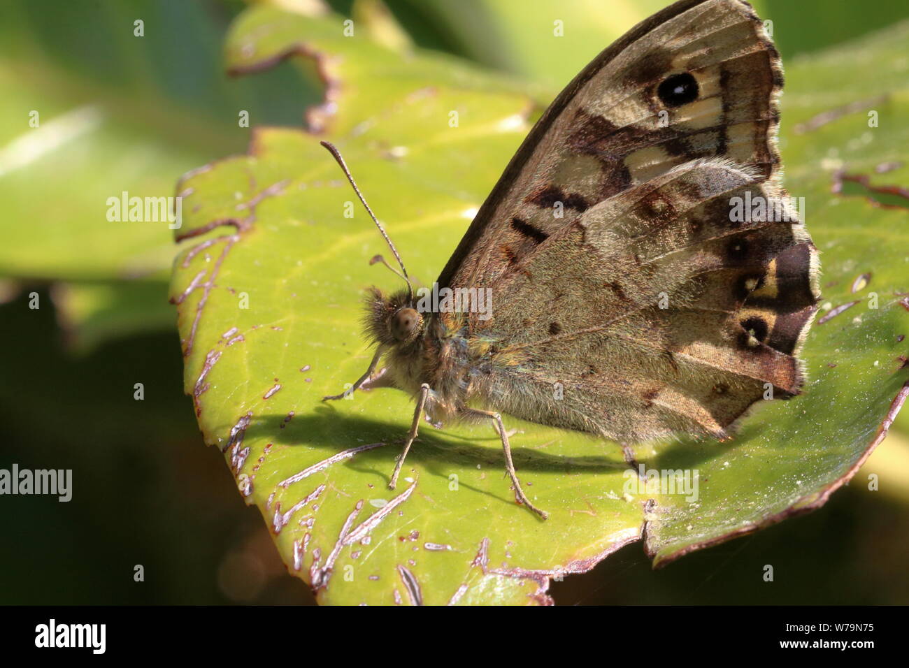 A female speckled wood butterfly (Pararge aegeria) on a worn looking leaf Stock Photo