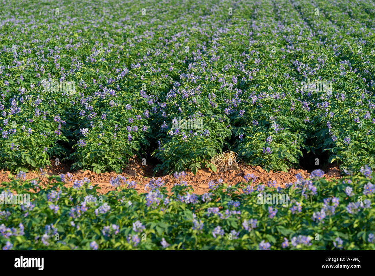 Purple flowering potatoes growing in a field in rural Prince Edward Island, Canada Stock Photo
