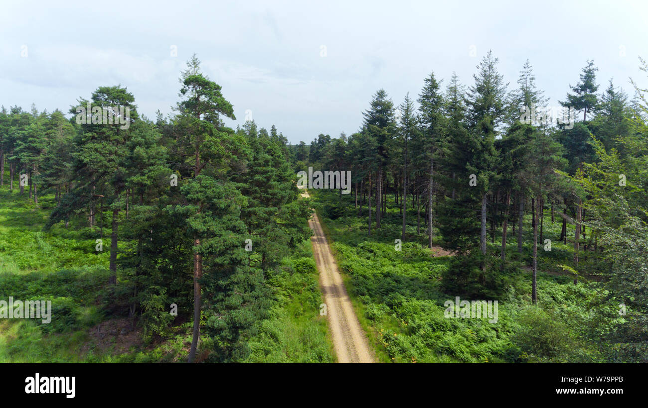 Aerial view of path between pine trees and green fern in a forest . Stock Photo