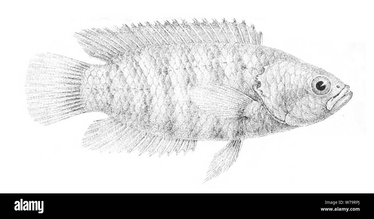Zwergbuschfisch (Microctenopoma nanum (Günther, 1896)). Stock Photo
