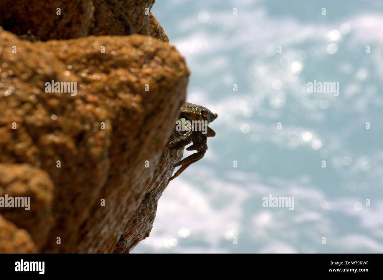 Sea crab peeks from rocks by the ocean Stock Photo