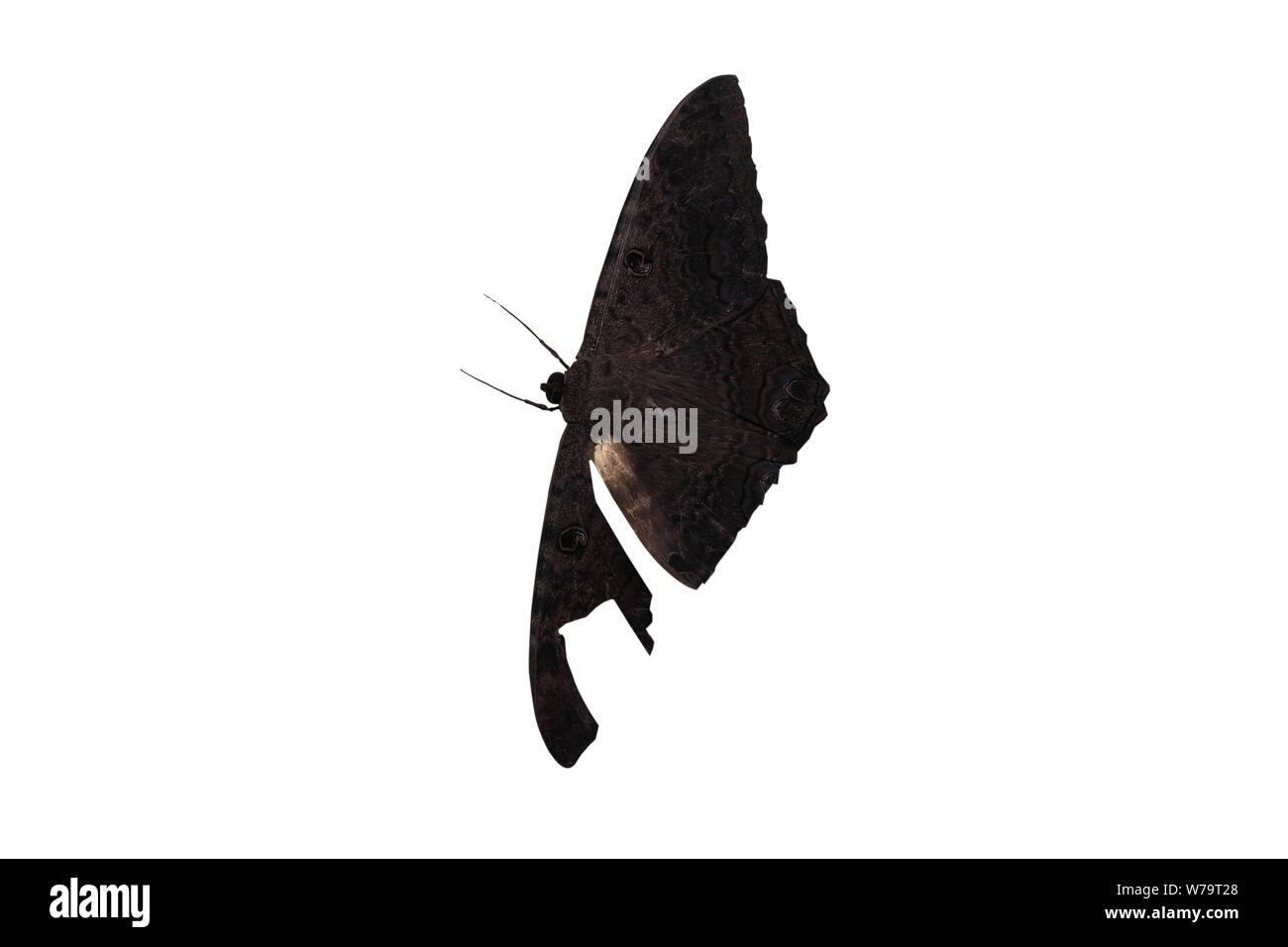 Big black butterfly isolated on white background. One wing is damaged. Stock Photo