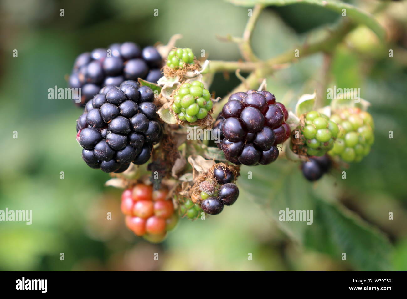 wild blackberries on a wild bramble at different stages of  ripening Stock Photo