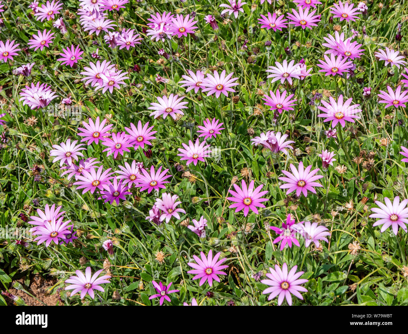 Pink variety of osteospermum the African or Cape daisy used as ground cover in a sunny garden border - England UK Stock Photo
