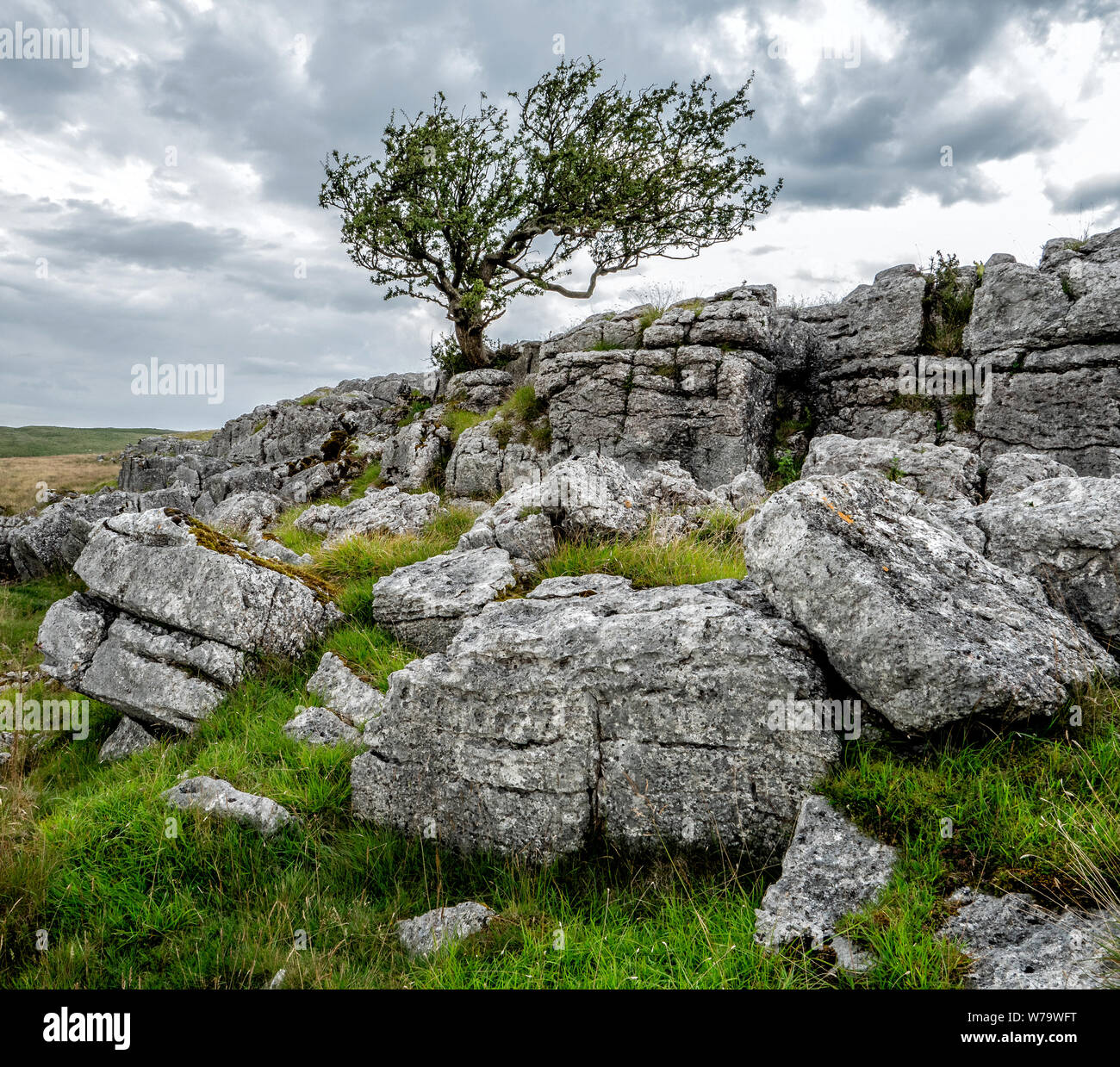 Lone hawthorn tree among broken blocks of limestone pavement at Great Asby Scar in Cumbria UK Stock Photo