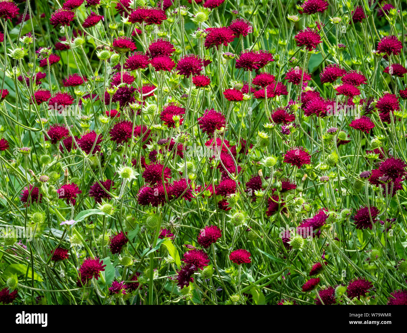 Striking maroon red flowers of Knautia macedonica in the herbaceous border of an English garden UK Stock Photo