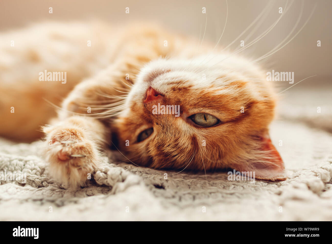 Ginger cat lying on floor rug upside down. Sleepy pet relaxing and