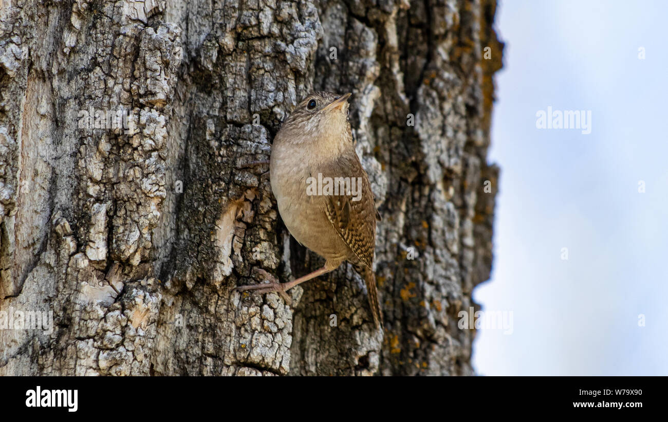 House Wren(Troglodytes aedon) Colorado, USA Stock Photo