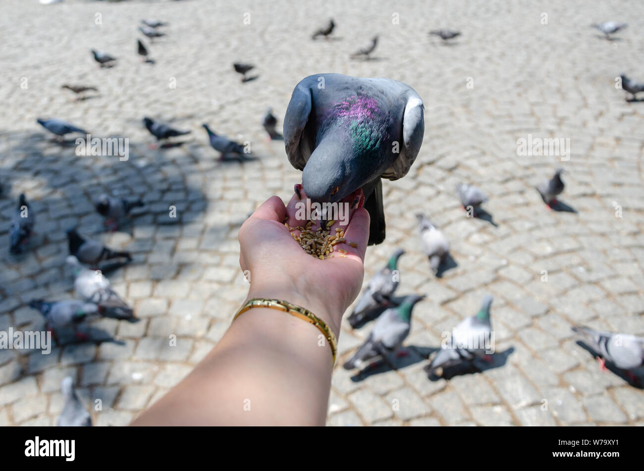 Pigeon is eating grain from woman's hand at the park. Stock Photo