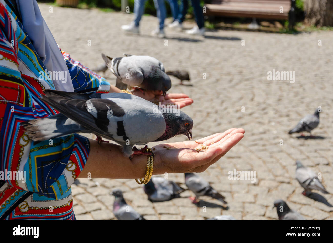 Pigeon is eating grain from woman's hand at the park. Stock Photo