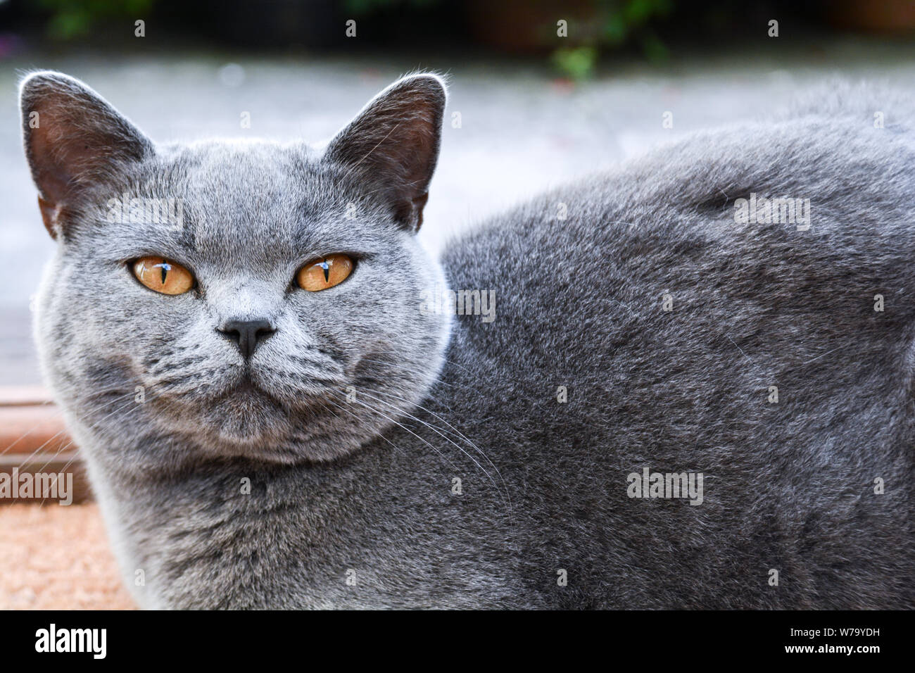 Pet cat indoors at a domestic home looking directly at the camera Stock Photo