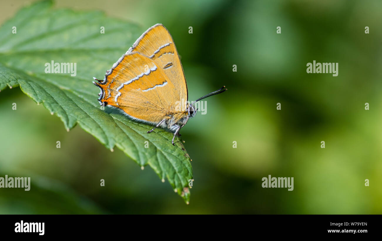 The Brown Hairstreak (Thecla betulae) is a beautiful small butterfly here found on a blackcurrant leaf with a nice defocused background. The male Brow Stock Photo