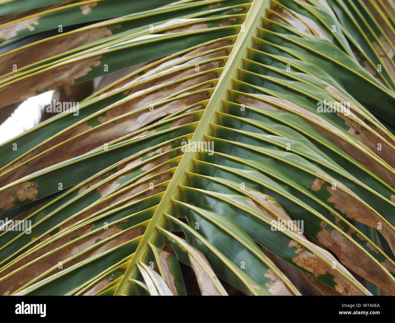 Closeup dry branch of a palm tree Stock Photo - Alamy