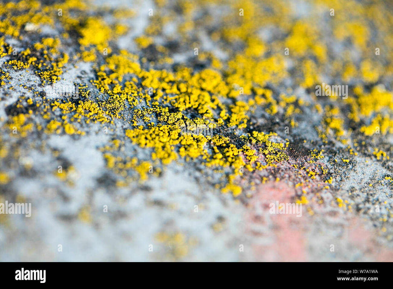 Yellow lichens on metal surface macro background fine art high quality prints products fifty megapixels Stock Photo