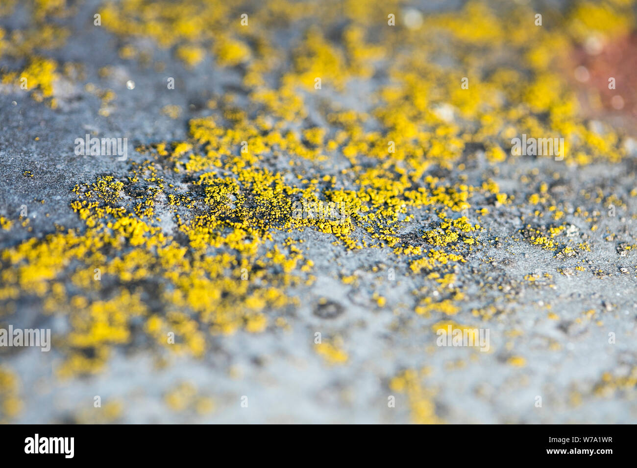 Yellow lichens on metal surface macro background fine art high quality prints products fifty megapixels Stock Photo